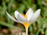 Crocus boryi 11, Saxifraga-Sonja Bouwman  Crocus boryi - Iridiaceae familie