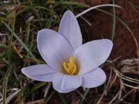 Crocus nevadensis 26, Saxifraga-Harry Jans