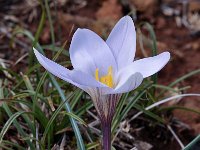 Crocus nevadensis 27, Saxifraga-Harry Jans