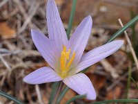 Crocus nevadensis 30, Saxifraga-Harry Jans