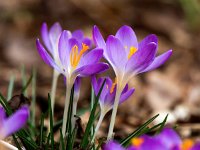 Crocus tommasinianus 30, Boerenkrokus, Saxifraga-Bart Vastenhouw