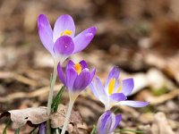 Crocus tommasinianus 31, Boerenkrokus, Saxifraga-Bart Vastenhouw