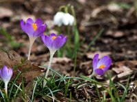 Crocus tommasinianus 32, Boerenkrokus, Saxifraga-Bart Vastenhouw