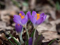 Crocus tommasinianus 34, Boerenkrokus, Saxifraga-Bart Vastenhouw