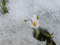 Crocus vernus 31, Bonte krokus, Saxifraga-Luuk Vermeer