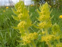 Cruciata laevipes 24, Kruisbladwalstro, Saxifraga-Ed Stikvoort