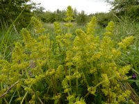 Cruciata laevipes 25, Kruisbladwalstro, Saxifraga-Ed Stikvoort