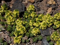 Cruciata taurica 2, Saxifraga-Ed Stikvoort