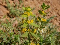 Cruciata taurica 3, Saxifraga-Ed Stikvoort