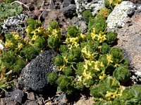 Cruciata taurica 4, Saxifraga-Ed Stikvoort