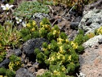 Cruciata taurica 5, Saxifraga-Ed Stikvoort