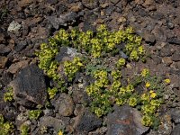 Cruciata taurica 6, Saxifraga-Ed Stikvoort