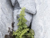 Cryptogramma crispa 18, Gekroesde rolvaren, Saxifraga-Willem van Kruijsbergen