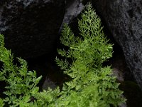 Cryptogramma crispa 20, Gekroesde rolvaren, Saxifraga-Ed Stikvoort