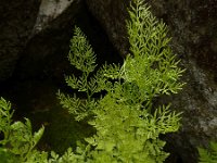 Cryptogramma crispa 21, Gekroesde rolvaren, Saxifraga-Ed Stikvoort