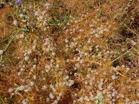 Cuscuta approximata 11, Saxifraga-Ed Stikvoort