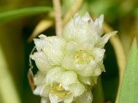 Cuscuta epilinum 6, Vlaswarkruid, Saxifraga-Sonja Bouwman  952. Vlaswarkruid - Cuscuta epilinum - Convolvulaceae familie (i) Wielrevelt (Vleuten)