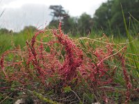 Cuscuta epithymum 42, Klein warkruid, Saxifraga-Hans Dekker