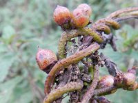 Cuscuta lupuliformis 15, Hopwarkruid, Saxifraga-Rutger Barendse