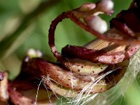 Cuscuta lupuliformis 16, Hopwarkruid, Saxifraga-Sonja Bouwman  1043. Hopwarkruid - Cuscuta lupuliformis - Convolvulaceae familie (i)