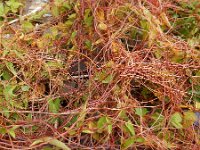 Cuscuta lupuliformis 18, Hopwarkruid, Saxifraga-Ed Stikvoort