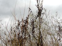 Cuscuta lupuliformis 19, Hopwarkruid, Saxifraga-Rutger Barendse