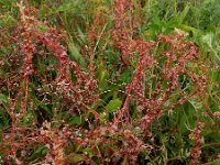 Cuscuta palaestina