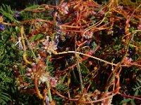 Cuscuta palaestina 11, Saxifraga-Ed Stikvoort