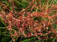 Cuscuta palaestina 3, Saxifraga-Ed Stikvoort