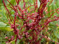 Cuscuta palaestina 4, Saxifraga-Ed Stikvoort