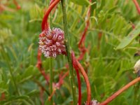 Cuscuta palaestina 6, Saxifraga-Ed Stikvoort