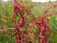 Cuscuta palaestina 7, Saxifraga-Ed Stikvoort