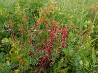 Cuscuta palaestina 8, Saxifraga-Ed Stikvoort