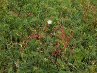 Cuscuta palaestina 9, Saxifraga-Ed Stikvoort