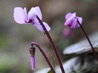 Cyclamen coum 2, Saxifraga-Luuk Vermeer