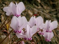 Cyclamen graecum 22, Saxifraga-Ed Stikvoort