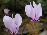 Cyclamen graecum 23, Saxifraga-Ed Stikvoort