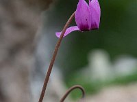 Cyclamen hederifolium 24, Saxifraga-Luuk Vermeer