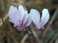 Cyclamen hederifolium 42, Saxifraga-Jan van der Straaten