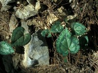 Cyclamen hederifolium 46, Saxifraga-Jan van der Straaten