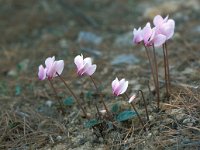 Cyclamen hederifolium 48, Saxifraga-Jan van der Straaten