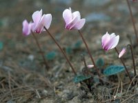 Cyclamen hederifolium 49, Saxifraga-Jan van der Straaten