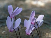 Cyclamen hederifolium 50, Saxifraga-Jan van der Straaten