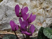 Cyclamen purpurascens 3, Saxifraga-Harry Jans