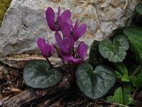 Cyclamen purpurascens 4, Saxifraga-Harry Jans