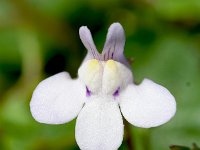 Cymbalaria hepaticifolia