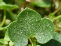 Cymbalaria hepaticifolia 2, Saxifraga-Sonja Bouwman   Corsican toadflax - Cymbalaria hepaticifolia - Plantagainaceae familie