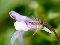 Cymbalaria hepaticifolia 3, Saxifraga-Sonja Bouwman   Corsican toadflax - Cymbalaria hepaticifolia - Plantagainaceae familie