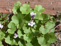 Cymbalaria muralis 33, Muurleeuwenbek, Saxifraga-Sonja Bouwman