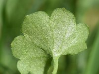 Cymbalaria muralis ssp visianii 34, Donzige muurleeuwenbek, Saxifraga-Sonja Bouwman  988. Donzige muurleeuwenbek - Cymbalaria muralis subsp. visianii - Plantaginaceae familie (zw)